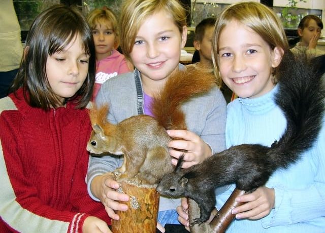 Veverka známá neznámá - akce pro děti