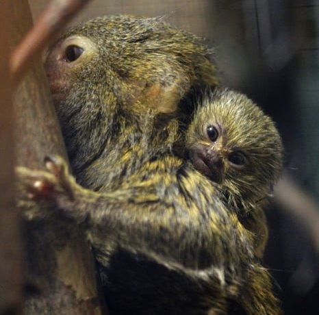 Zoo Liberec - kam s dětmi