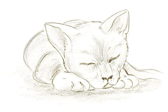 Kam s dětmi za kočkama