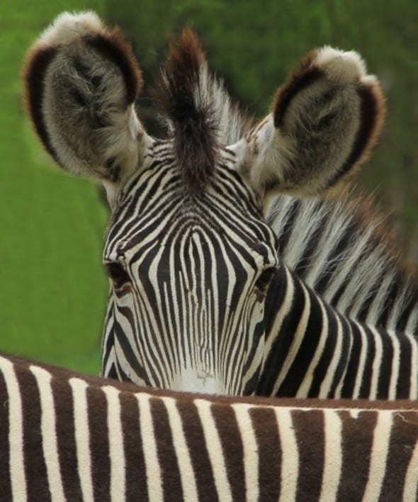 zoo_brno_zebra