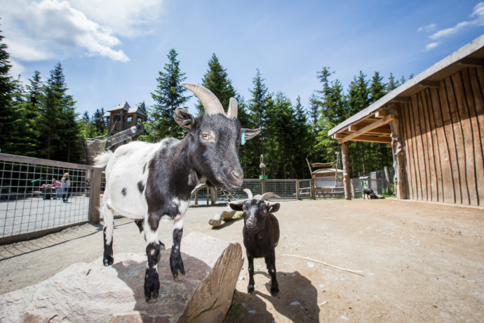 Království lesa – velké lesní hřiště, zdroj: areál Lipno