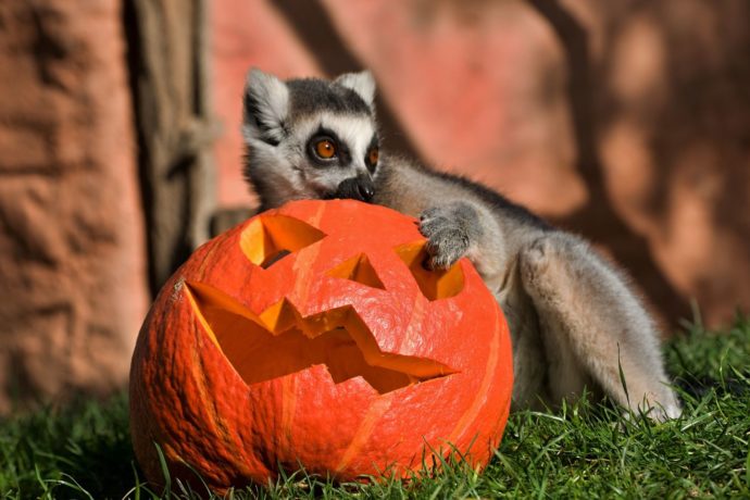 Drakiáda a dlabání dýní – Zoopark Zájezd