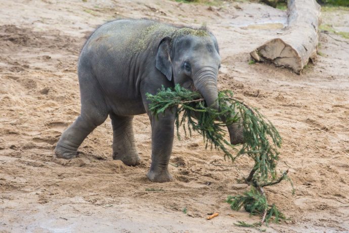  Pro slony jsou větve spíše zpestřením než krmivem. Největší radost z větví měla sloní samička Lakuna. Foto:  ©Tereza Mrhálková, Zoo Praha 