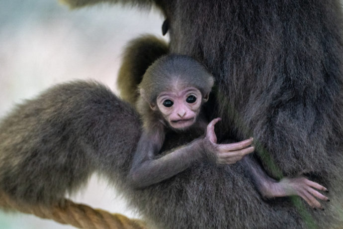 Ve 13 hodin se uskuteční křtiny čtyřměsíčního mláděte gibona stříbrného a návštěvníci se také dozví, zda se jedná o samičku či samečka. Foto Oliver Le Que, Zoo Praha