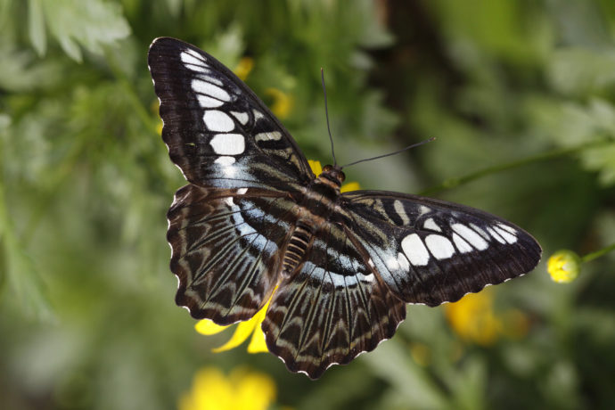 Motýli ve Fata Morgana jsou tady!
