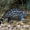 Prázdniny se zvířaty v ZOO Dvorec