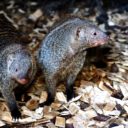 Prázdniny se zvířaty v ZOO Dvorec