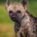 Zoologická zahrada Na Hrádečku