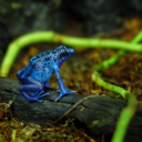 Zoologická zahrada Na Hrádečku