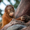 Kawi slaví druhé narozeniny. Orangutaní mládě prospívá a je nadějí pro svůj druh