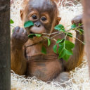 Kawi slaví druhé narozeniny. Orangutaní mládě prospívá a je nadějí pro svůj druh
