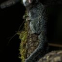 Svátky jara v Zoologické zahradě Dvorec