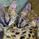 Svátky jara v Zoologické zahradě Dvorec