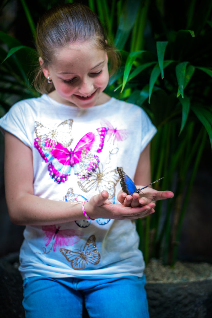 Papilonia – půvab exotiky v motýlích domech pro děti i dospělé