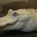 Krokodýlí ochranná farma a ZOO Protivín je unikátní podívanou na jihu Čech