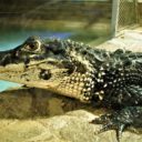 Krokodýlí ochranná farma a ZOO Protivín je unikátní podívanou na jihu Čech