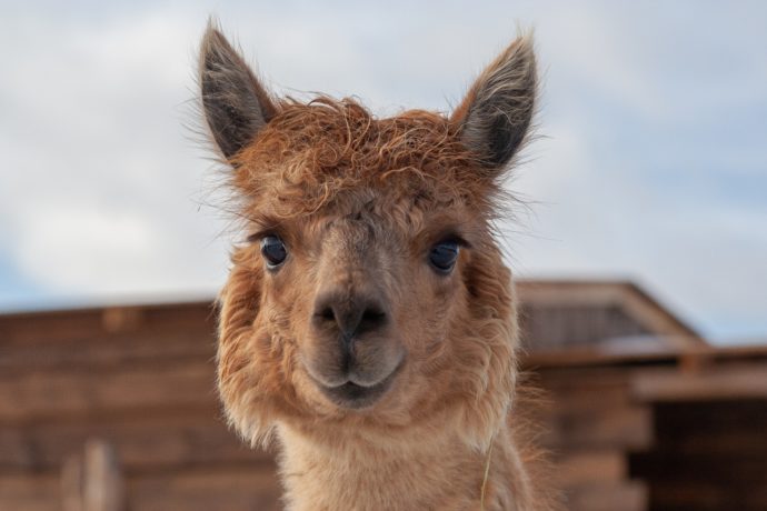 Zoopark Statek u Merlina