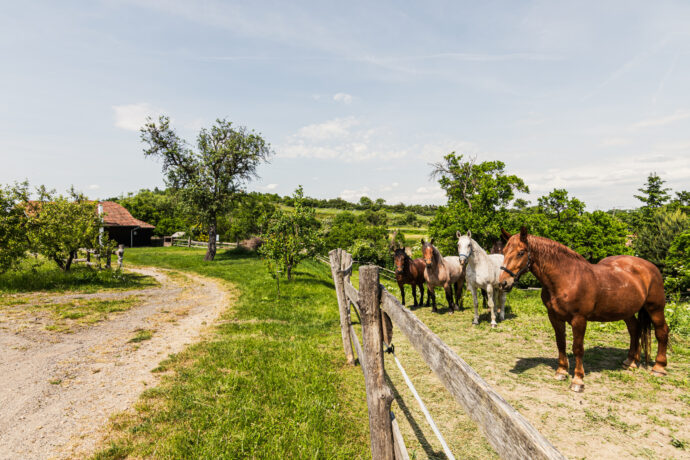 Osada Havranů děti nadchne. Foto: © Osada Havranů