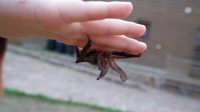 Foto: ©Zvíře v nouzi