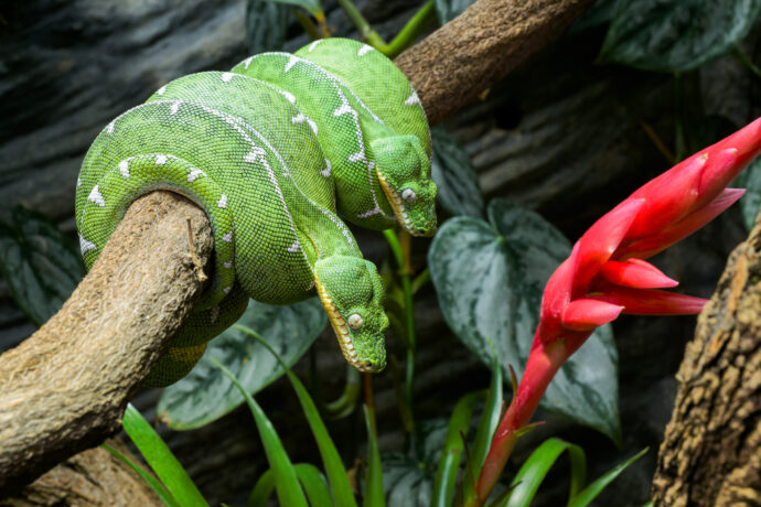 Až donedávna byli všichni zeleně zbarvení psohlavci bráni jako jeden druh, a to psohlavec zelený. Teprve v roce 2009 vědci vzkřísili druh Corallus batesii, tedy psohlavec Batesův, který byl původně popsán už v roce 1860, avšak po většinu doby taxonomicky neuznáván. Foto Petr Hamerník, Zoo Praha