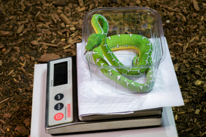 Při přesunu ze zázemí zoo do pavilonu bylo vhodné psohlavce změřit i zvážit. Manipulaci s takto konzervativními druhy hadů je vhodné omezit na minimum, proto je pro kontrolní prohlídku třeba využít každé vhodné situace. Foto Petr Hamerník, Zoo Praha