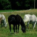 uzivatele-myslitel-kladruby_nad_labem-bb9.jpg