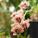 Pestré Velikonoce v rozkvetlé botanické zahradě. Foto: ©Botanická zahrada Praha