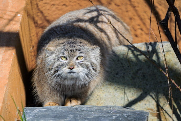 Novým druhem v Zoo Praha jsou charismatické pouštní kočky manulové. Jejich komentované krmení v 15.30 je proto rovněž novinkou právě zahájené hlavní sezóny. Foto Petr Hamerník, Zoo Praha