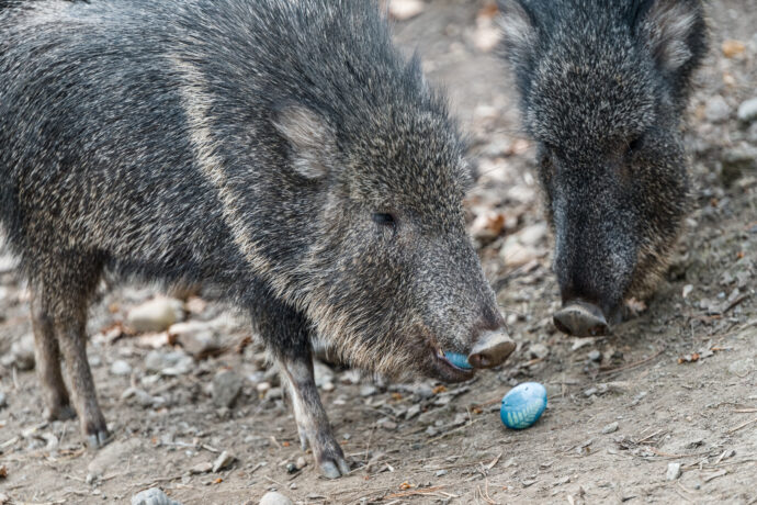 Velikonoční krmení více než dvou desítek druhů zvířat čeká návštěvníky Zoo Praha během celého Velikonočního pondělí. Jak si třeba pekari Wagnerovi poradí s vajíčky, se lidé dovědí u jejich výběhu ve 13 hodin. Foto Petr Hamerník, Zoo Praha