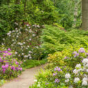 Foto: ©Dendrologická zahrada Průhonice