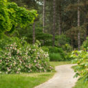 Foto: ©Dendrologická zahrada Průhonice