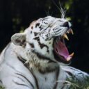 Bílý tygr. Foto: ©Zoo Dvorec