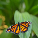 Danaus plexippus. Foto: ©Botanická zahrada Praha