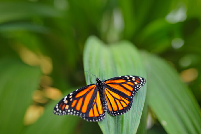 Danaus plexippus. Foto: ©Botanická zahrada Praha