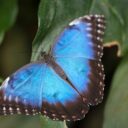 Morpho peleides. Foto: ©Botanická zahrada Praha