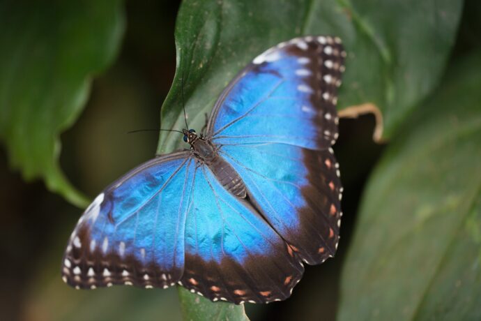 Morpho peleides. Foto: ©Botanická zahrada Praha