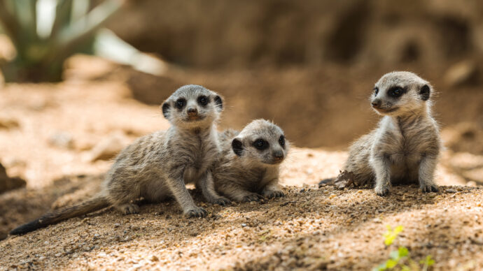 Surikaty. Foto © Petr Hamerník, Zoo Praha