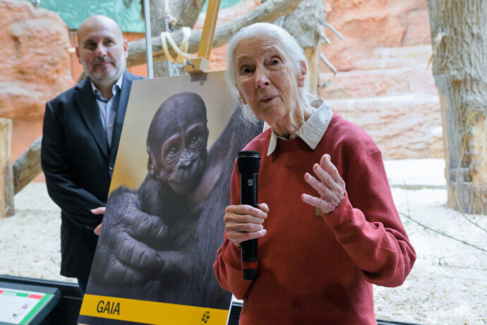 Jane Goodall udělila samičce gorily nížinné narozené 12. dubna v Zoo Praha jméno Gaia, mimo jiné podle řecké bohyně země. Foto Petr Hamerník, Zoo Praha