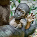 Druhé letos narozené mládě gorily nížinné v Zoo Praha, které dnes dostalo jméno Gaia. Genetické testy potvrdily domněnky chovatelů, že jde o samičku. Foto Petr Hamerník, Zoo Praha