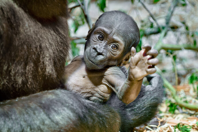 Druhé letos narozené mládě gorily nížinné v Zoo Praha, které dnes dostalo jméno Gaia. Genetické testy potvrdily domněnky chovatelů, že jde o samičku. Foto Petr Hamerník, Zoo Praha