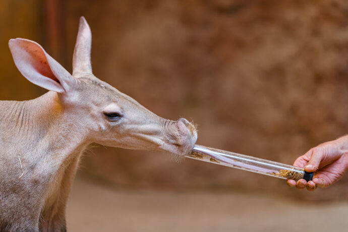 Na speciální komentované krmení oblíbených hrabáčů se mohou lidé vydat do Afrického domu v 10.30. Foto Petr Hamerník, Zoo Praha