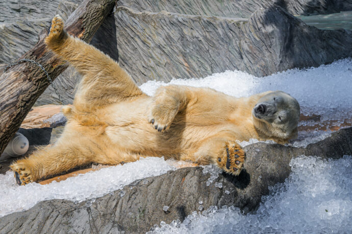 Medvěd lední na ledu. Foto Petr Hamerník, Zoo Praha