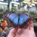 Papilonia - motýlí dům Liberec