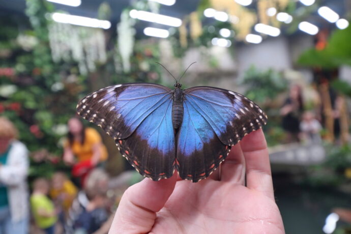 Foto: ©Papilonia - motýlí dům Liberec