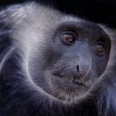 Foto: ©Zoopark Olovnice