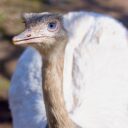 Foto: ©Zoopark Olovnice