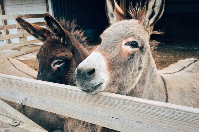 Tipy na zvířecí farmy v Libereckém kraji: Kam s dětmi na výlet