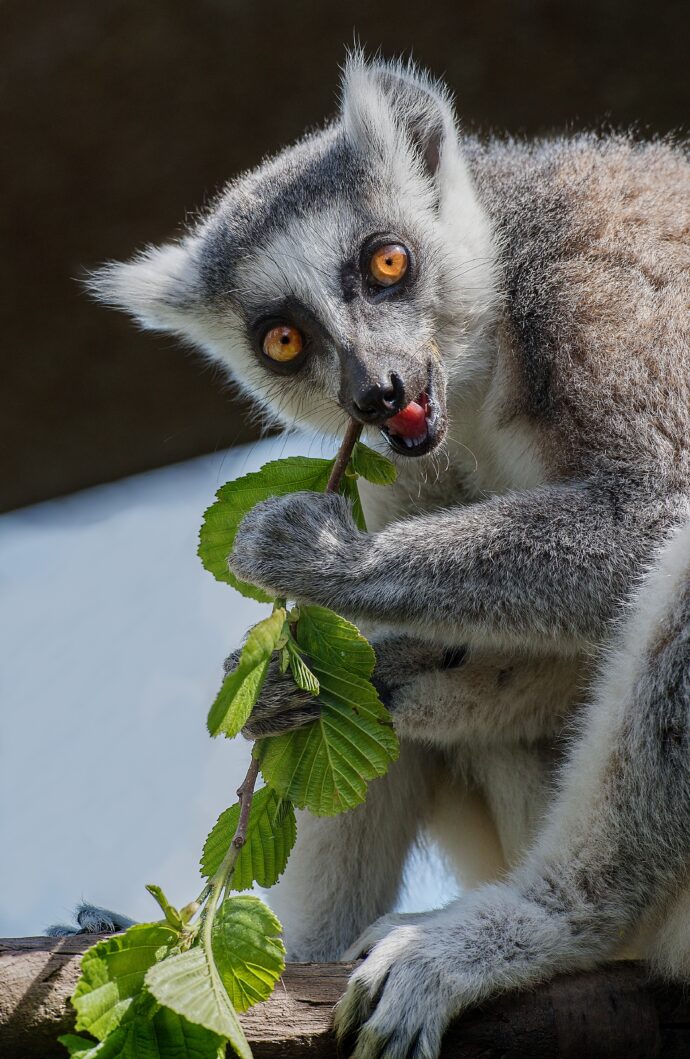 Poznejte zvířata z různých světadílů. Foto: ©Zoopark Olovnice 