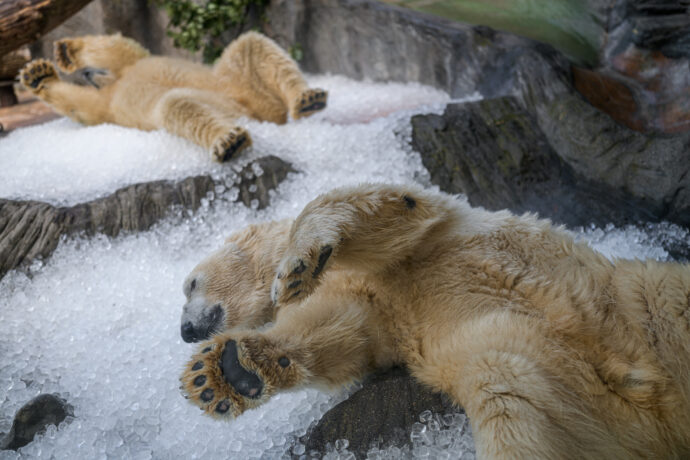 Ledový enrichment potěší ve čtvrtek po 9. hodině ranní zejména lední medvědy, bratry Gregora a Aleuta. Foto Petr Hamerník, Zoo Praha