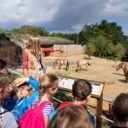 Vstup do Zoo Praha pro děti za jednu korunu udělá na sklonku letních prázdnin radost i jejich rodičům. Společně se pak mohou zúčastnit bohatého programu, např. komentovaných krmení a setkání u zvířat napříč areálem zoo. Na snímku je letos otevřený výběh koní Převalského, součást expozice Gobi. Foto Oliver Le Que, Zoo Praha